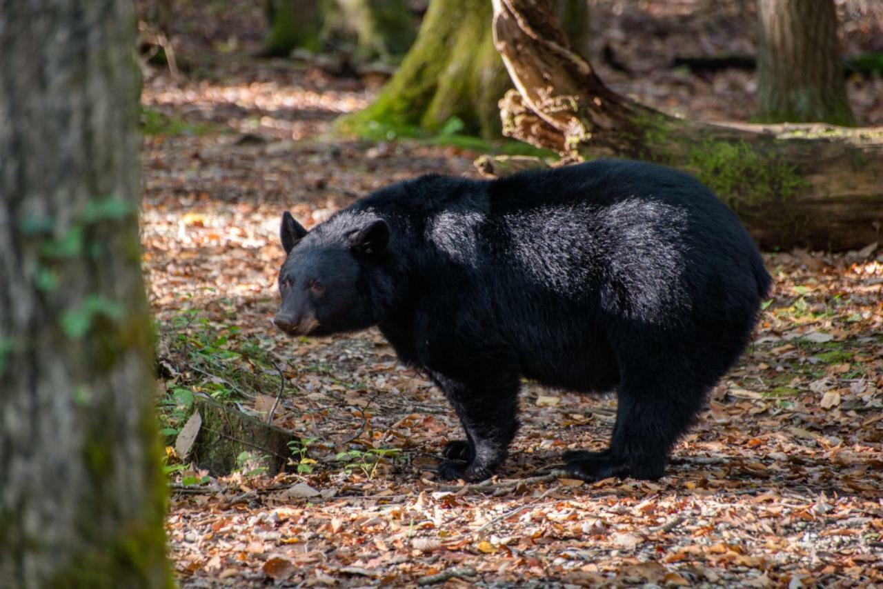 Two Bears Cabin Wear Valley Buitenkant foto